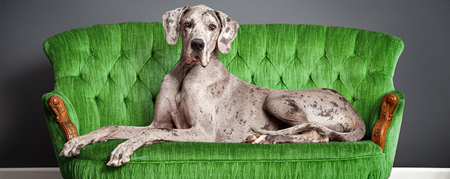Photo of Cooper